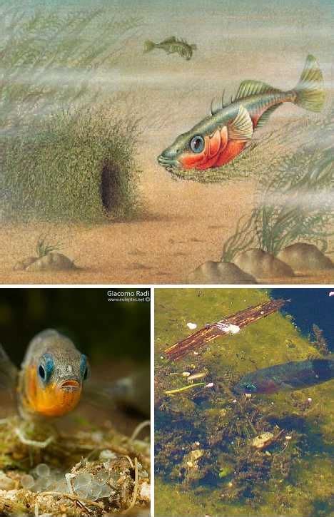fish nest|Carp Circles: Seven Fantastic Oceanic Fish Nests .